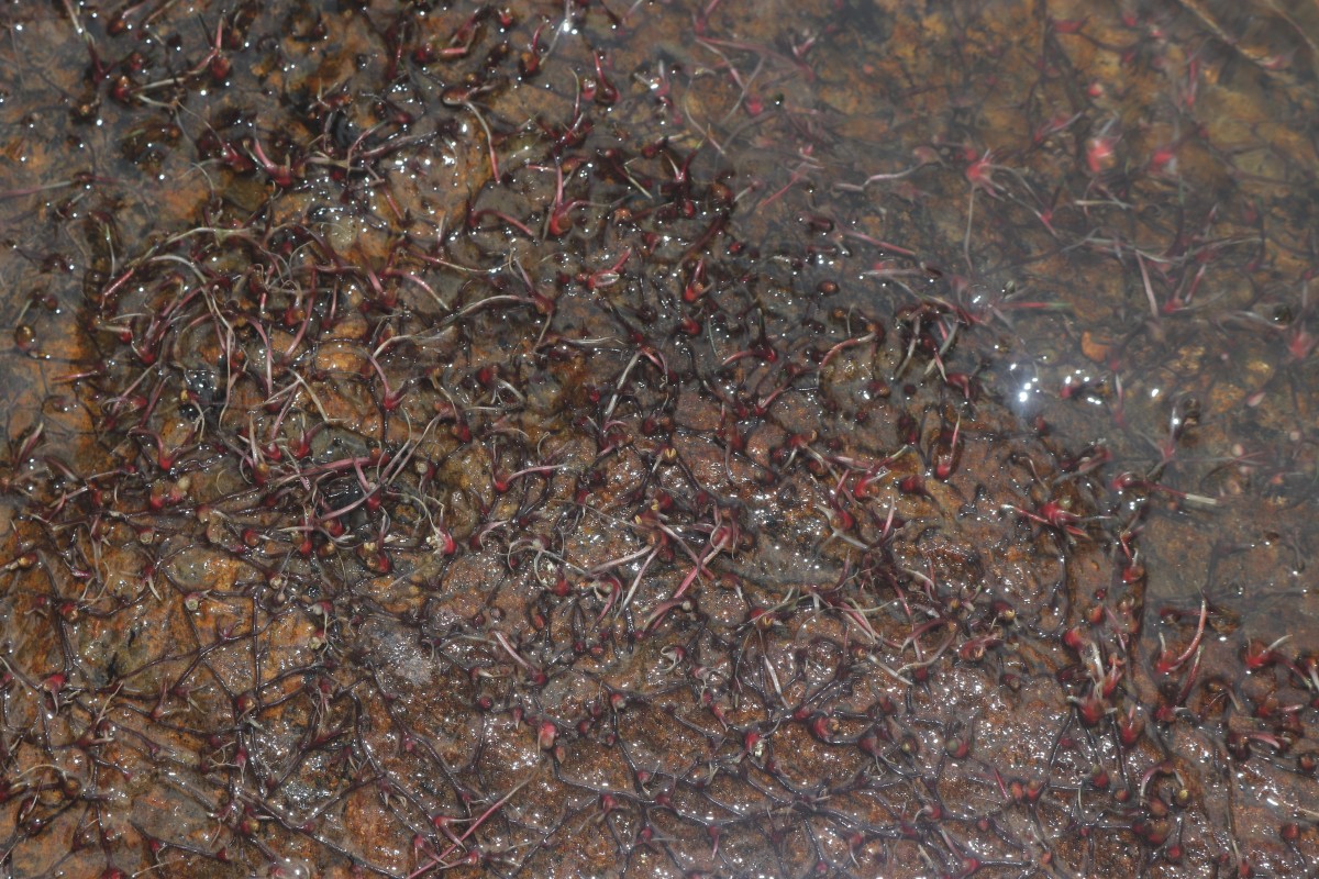 Zeylanidium subulatum (Gardner) C.Cusset